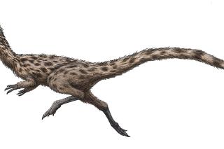 This is an artist's rendering of the dinosaur Podokesaurus holyokensis, which lived millions of years ago in what is now Massachusetts. The dinosaur, whose name means “swift-footed lizard of Holyoke,” has been named the official dinosaur of Massachusetts under legislation signed into law in Boston, Wednesday, Oct. 19, 2022, by Mass. Gov. Charlie Baker. (FunkMonk Michael B.H. via AP)