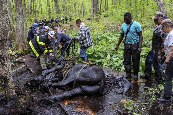 This image provided by Thomas J. Nanos shows LVFD, DART, and North Windham Volunteer Fire Department members working to bring the second horse out of the swamp in Lebanon, Conn., Saturday, May 11, 2024. Two horses stuck deep in mud for hours were pulled out by more than a dozen rescuers. (Thomas J. Nanos via AP)
