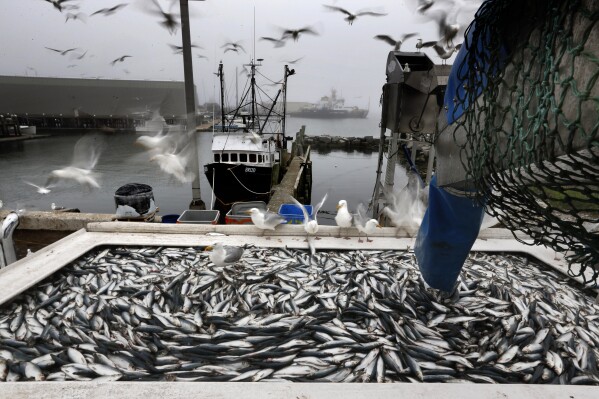FILE - Herring are unloaded from a fishing boat in Rockland, Maine, July 8, 2015. Several commercial fishermen in New England have been sentenced in a fish fraud scheme described by prosecutors as complex and wide-ranging that centered on a critically important species of bait fish. The fishermen were sentenced last week for "knowingly subverting commercial fishing reporting requirements" in a scheme involving Atlantic herring, prosecutors said. (AP Photo/Robert F. Bukaty, File)