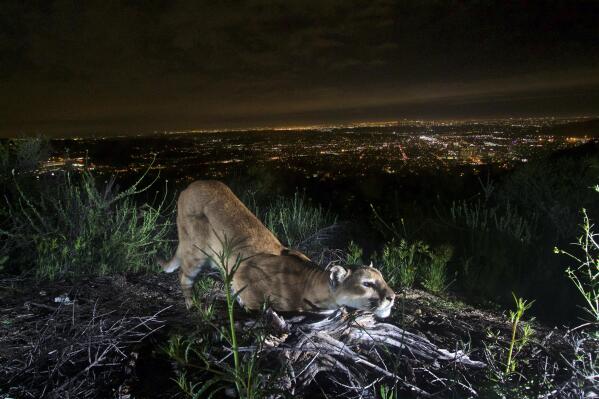 This uncollared adult female mountain lion is seen "cheek-rubbing," leaving her scent on a log in the Verdugo Mountains with Glendale and the skyscrapers of downtown Los Angeles. in the background on March 21, 2016. Los Angeles and Mumbai, India are the world’s only megacities of 10 million-plus where large felines breed, hunt and maintain territory within urban boundaries. Long-term studies in both cities have examined how the big cats prowl through their urban jungles, and how people can best live alongside them. (National Park Service via AP)
