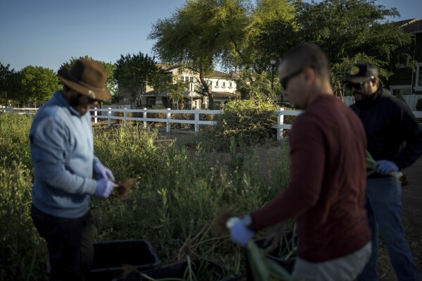 At Agritopia, a community nestled around a plot of agricultural land, residential homes are intentionally close to the farm, April 22, 2025, in Gilbert, Ariz. (AP Photo/Annika Hammerschlag)