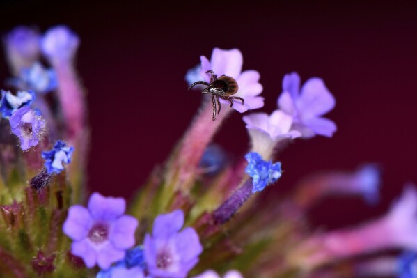 This photo provided by researcher Sam England in June 2023 shows a tick sitting on a flower. Hungry ticks have some slick tricks. They can zoom through the air using static electricity to latch onto people, pets and other animals, according to a study published Friday, June 30, 2023, in the journal Current Biology. (Sam England via AP)