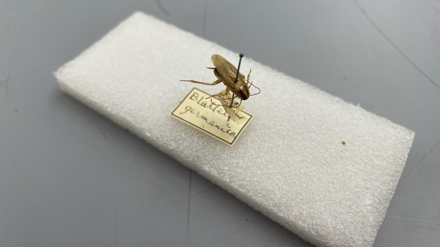 Как хлебарките се разпространяват по света, за да се превърнат в вредителите, които познаваме днес
