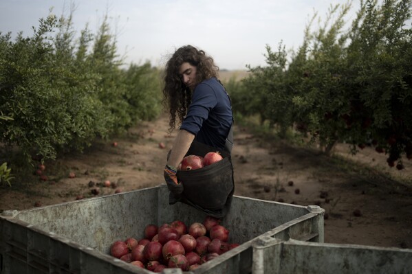 Ido Gilad, 17, drops off a bag of pomegranates he picked while volunteering on a farm in Ashkelon, Israel, Friday, Oct. 27, 2023. The Israel-Hamas war has plunged Israel’s agricultural heartlands into crisis. Near Gaza, the military has banned all farming within 4 kilometers of the border fence and tightly monitors farmers whose lands lie just outside the no-go zone. In the north near the Lebanese and Syrian borders, entire communities have been evacuated because of rocket fire from Lebanon’s Hezbollah militant group. (AP Photo/Maya Alleruzzo)