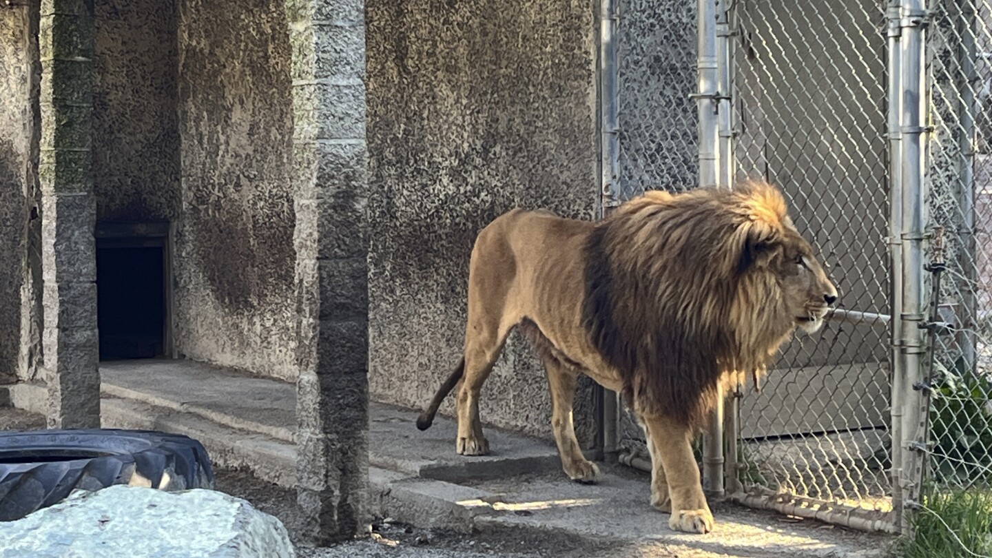 Oregon safari park owner is arrested on drug charges following police raid
