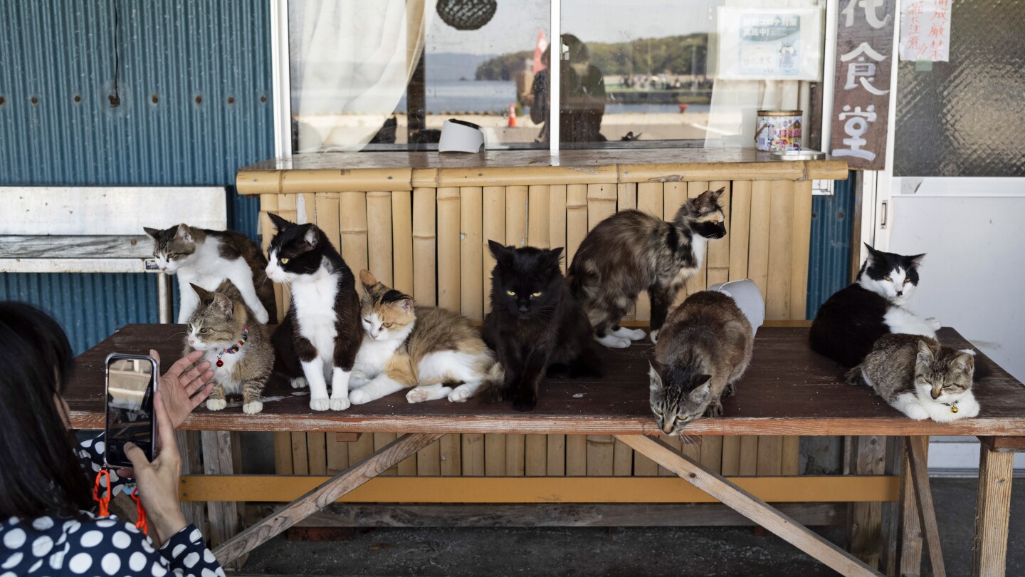 Храм почита котките на японски остров, където те са повече от хората