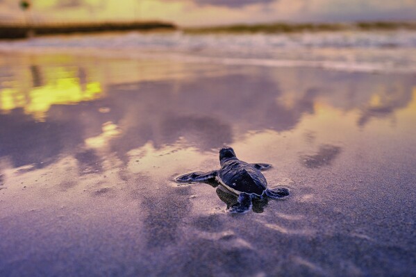 A Loggerhead Sea Turtle hatchling makes it's way to the Atlantis Ocean in this undated photo, in Juno Beach, Fla. By most measures, it was a banner year for sea turtle nests at beaches around the U.S., including record numbers for some species in Florida and elsewhere. Yet the positive picture for turtles is tempered by climate change threats, including higher sand temperatures that produce fewer males, changes in ocean currents that disrupt their journeys and increasingly severe storms that wash away nests. (Jeff Beige/Loggerhead Marine Life Center via AP)