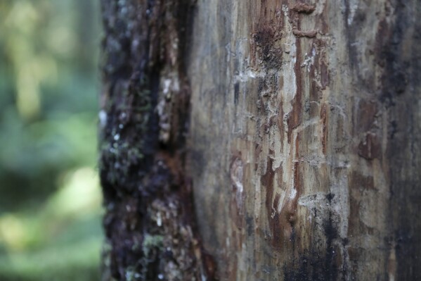 A section of a Douglas fir tree with the bark removed by scientists to examine insect damage that led to the tree's death following heat stress in the Willamette National Forest, Ore., Friday, Oct. 27, 2023. As native trees in the Pacific Northwest die off due to climate change, the U.S. Forest Service and others are turning to a strategy called "assisted migration." (AP Photo/Amanda Loman)