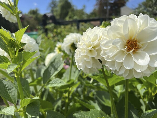 This Sept. 26, 2023, image provided by Lauren E. Sikorski shows Boom Boom White dahlias grown by Sow-Local, a specialty cut-flower farm in Oakdale, NY. (Lauren E. Sikorski via AP)