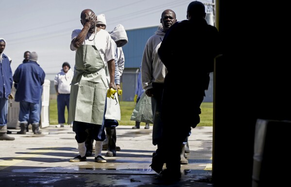 Prisoners line up to work inside a vegetable processing plant, April 15, 2014, at the Louisiana State Penitentiary in Angola, La. (AP Photo/Gerald Herbert)
