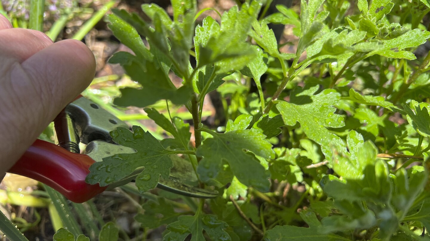The Chelsea Chop is the catchy new name for a classic gardening technique