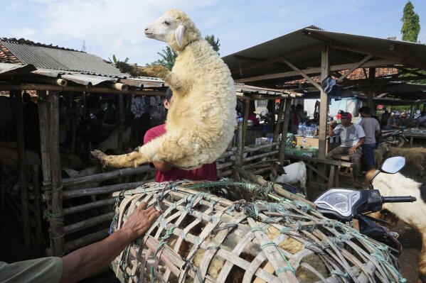A man lifts a sheep for sale ahead of Eid al-Adha holiday at a livestock market in Jonggol, West Java, Indonesia, Monday, June 2, 2025. (AP Photo/Achmad Ibrahim)