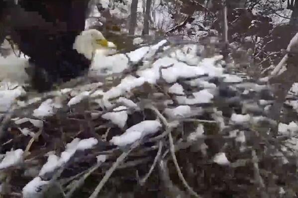 In this video screenshot from Minnesota’s EagleCam provided by the Minnesota Department of Natural Resources, an eagle flaps its wings as its nest starts to be blown away by strong winds in Ramsey County, Minn., Sunday, April 2, 2023. (Minnesota Department of Natural Resources via AP)