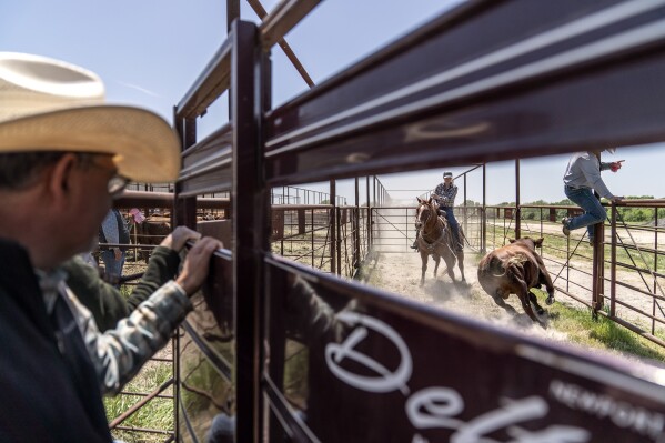 A bull is corralled by Stacie Eggleston, on horse, and Shelton Vasquez, right, as he's loaded up into a trailer for a buyer after a cattle auction in Gainesville, Texas, Friday, April 21, 2023. Texas is home to more cattle than any other state and accounts for about 15% of beef cattle in the nation. (AP Photo/David Goldman)
