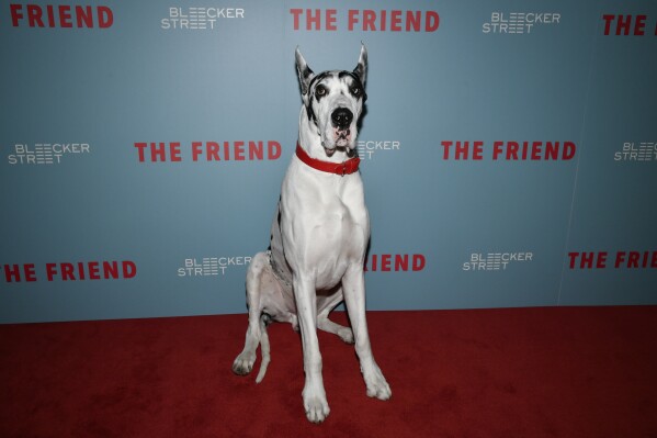 Bing attends the premiere of "The Friend" at IPIC Theaters on Monday, March 24, 2025, in New York. (Photo by Evan Agostini/Invision/AP)