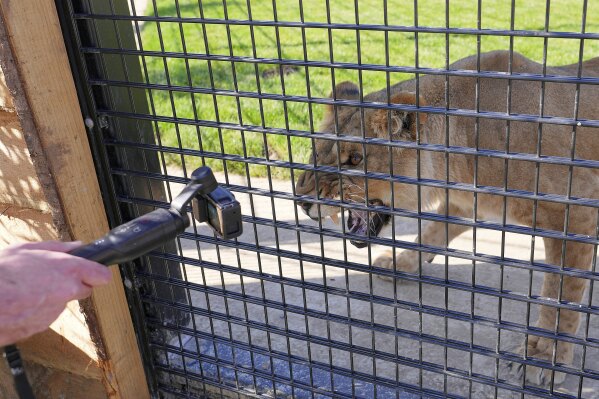 Yuna, a lion rescued from Ukraine growls at a camera as she settles into her new forever home at The Big Cat Sanctuary, near Ashford in Kent, England, Thursday, March 20, 2025. (AP Photo/Kirsty Wigglesworth)