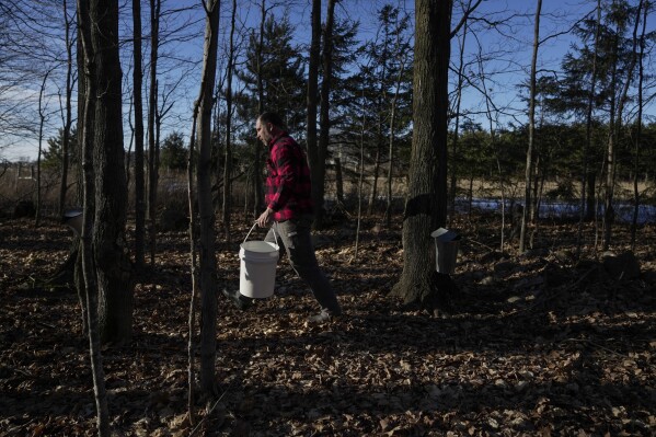 Jeremy Solin walks through his sugarbush as he collects maple sap from trees, Sunday, Feb. 25, 2024, in Deerbrook, Wis. In many parts of Wisconsin and the Midwest this year, the warmest winter on record drove farmers and hobbyists alike to start collecting tree sap for maple syrup a month or more earlier than they normally would. (AP Photo/Joshua A. Bickel)