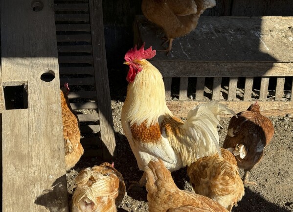 Hens stand in a pen at Ettamarie Peterson's farm in Petaluma, California, on Thursday, Jan. 11, 2024.  There are concerns that a flock of 50 chickens could be infected with avian flu.  A year after bird flu caused record egg prices and massive shortages, the disease known as highly pathogenic avian influenza is wreaking havoc in California, which escaped the previous wave of outbreaks that ravaged the Midwest. Poultry farms were destroyed.  (AP Photo/Terry Chia)