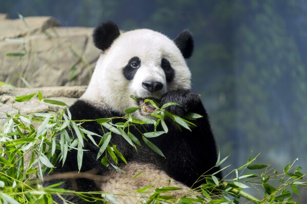 Giant panda Xiao Qi Ji eats bamboo in his enclosure at the Smithsonian National Zoo in Washington, Thursday, Sept. 28, 2023. (AP Photo/Jose Luis Magana)