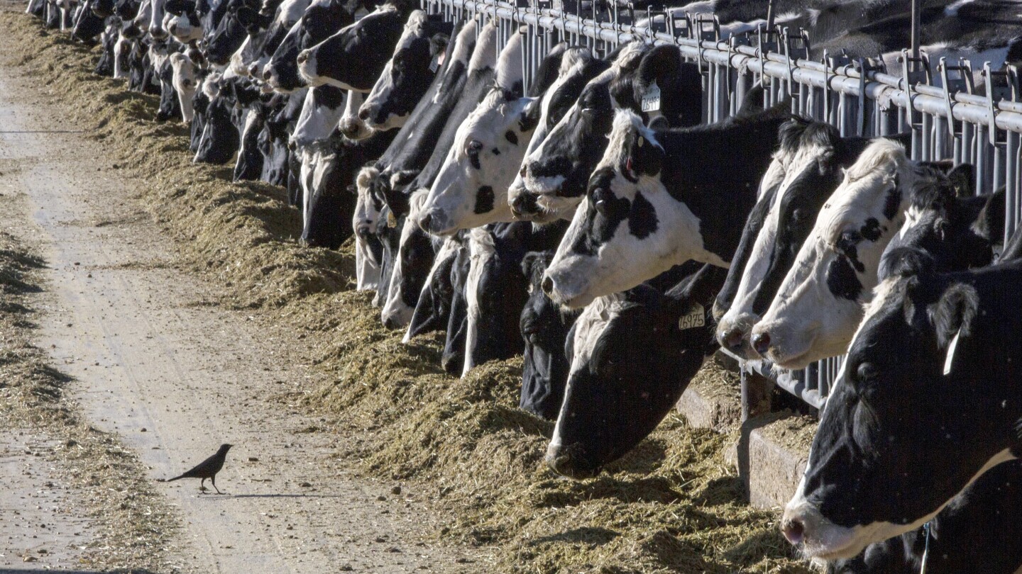 Млякото от млечни крави в Тексас и Канзас е дало