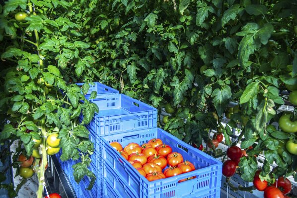 How to Stake Tomato Plants - Farm Flavor