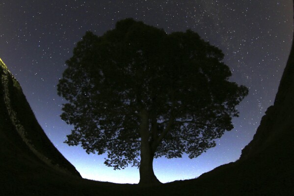 A general view of the stars above Sycamore Gap prior to the Perseid Meteor Shower above Hadrian's Wall near Bardon Mill, England, Wednesday, Aug. 12, 2015. Police in England say two more men have been arrested in the investigation into who cut down the world-famous Sycamore Gap tree, that stood for about 150 years next to the Roman landmark of Hadrian’s Wall. (AP Photo/Scott Heppell)