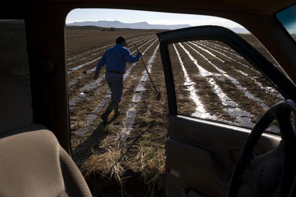 Joe Bernal walks on his family's farm on Thursday, Sept. 1, 2022, in Fruita, Colo. With the Colorado River overtaxed, Grand Valley farmers in Colorado now face some of the most urgent questions regarding the future of water in the river and the West. (Hugh Carey/The Colorado Sun via AP)