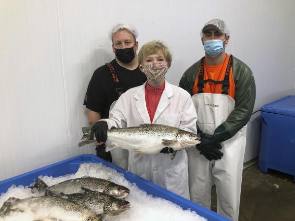 In this image provided by AquaBounty Technologies Inc., company CEO Sylvia Wulf, poses for a photo with processing associates Skyler Miller, back left, and Jacob Clawson with genetically modified salmon from the company's indoor aquaculture farm, Wednesday, May 26, 2021, in Albany, Ind. These are the first such altered animal to be cleared for human consumption in the United States. (AquaBounty Technologies vis AP)