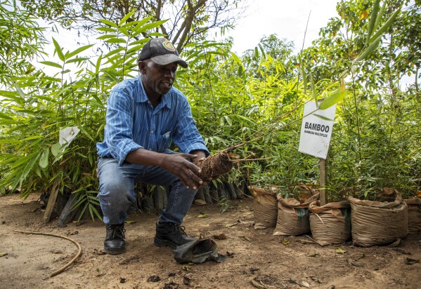 Steve Tusiime, a self-described bamboo collector, talks at the nursery he owns in Mbarara, Uganda, on March 9, 2024. 