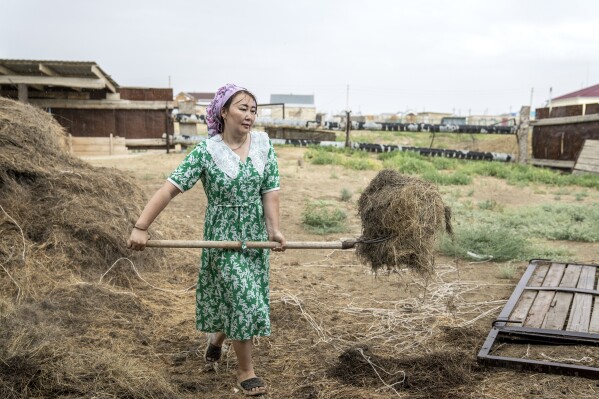 Akerke Molzhigitova prepares the food for camels early in the morning, along the dried-up Aral Sea, in the village of Tastubek near the Aralsk city, Kazakhstan, Sunday, July 1, 2023. (AP Photo/Ebrahim Noroozi)