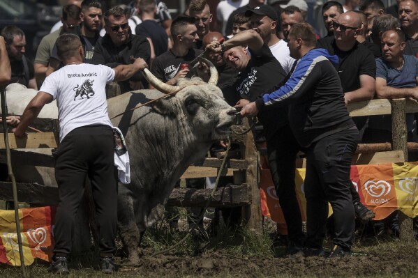 A judge checks the horns of a bull to ensure they have not been sharpened, prior to the start of the bullfights in Bijelo Polje, Bosnia, Sunday, May 11, 2025. (AP Photo/Armin Durgut)