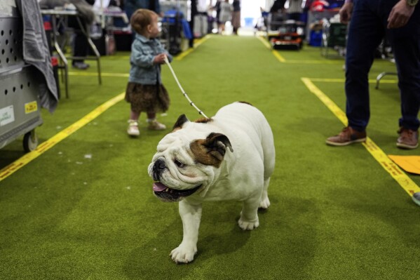 Un cane cammina attraverso l'area di toelettatura durante il 148° Westminster Kennel Club Dog Show, lunedì 13 maggio 2024, presso l'USDA Billie Jean King National Tennis Center di New York.  (AP Photo/Julia Nickinson)