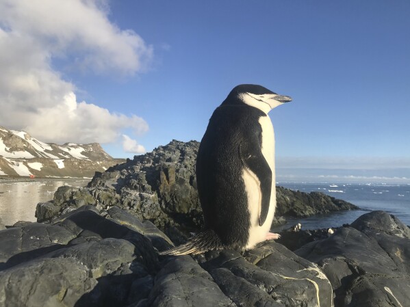 This image provided by Won Young Lee shows a wild chinstrap penguin on King George Island, Antarctica. Researchers have discovered that some penguin parents sleep for only seconds at a time around-the-clock to protect their eggs and chicks. Sensors were attached to adult chinstrap penguins in Antarctica for the research. The results published Thursday, Nov. 30, 2023 show that during the breeding season, the penguins nod off thousands of times each day but only for about four seconds at a time. (Won Young Lee via AP)