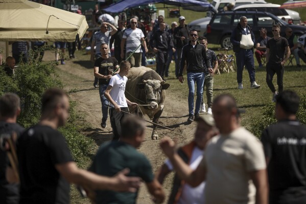 A bull is led toward the arena prior to the start of the bullfights in Bijelo Polje, Bosnia, Sunday, May 11, 2025. (AP Photo/Armin Durgut)