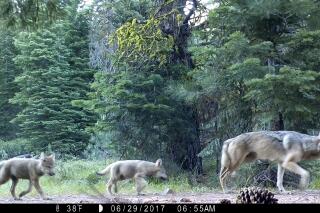 FILE - This June 29, 2017, file remote camera image provided by the U.S. Forest Service shows a female gray wolf and two of the three pups born in 2017 in the wilds of Lassen National Forest in Northern California. Trump administration officials on Thursday, Oct. 29, 2020, stripped Endangered Species Act protections for gray wolves in most of the U.S., ending longstanding federal safeguards and putting states in charge of overseeing the predators.  (U.S. Forest Service via AP, File)