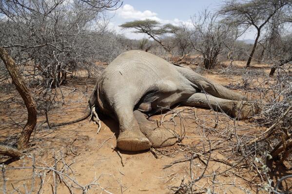An elephant, that was killed by Kenya Wildlife Service rangers after it killed a woman as it was looking for water and food amid the drought, lies in Loolkuniyani, Samburu County in Kenya on Tuesday, Oct. 16, 2022. Hundreds of animals have died in Kenyan wildlife preserves during East Africa's worst drought in decades, according to a report released Friday, Nov. 4, 2022.  (AP Photo/Brian Inganga)