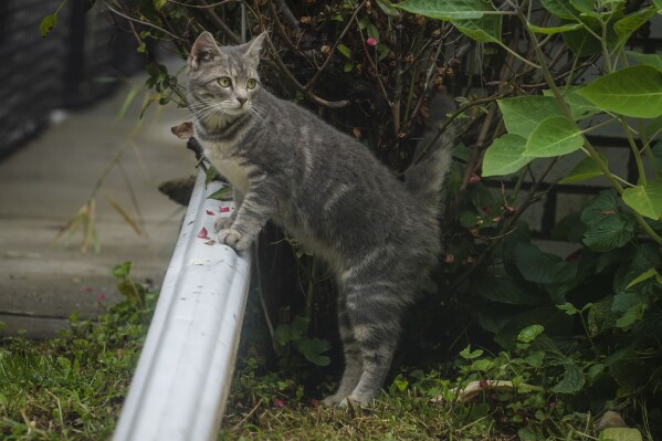 A cat lingers outside its home, Friday, Aug. 25, 2023, in New York. Many prospective dog or cat owners only focus on the positive aspects of bringing a furry friend into their lives. And there are countless reasons why pets are great. But it's also important to have realistic expectations so you don't face sudden expenses that could hurt your financial stability. (AP Photo/Bebeto Matthews)