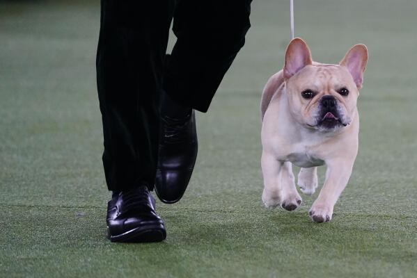 Dogs competing at a Thanksgiving Dog Show in [current year]