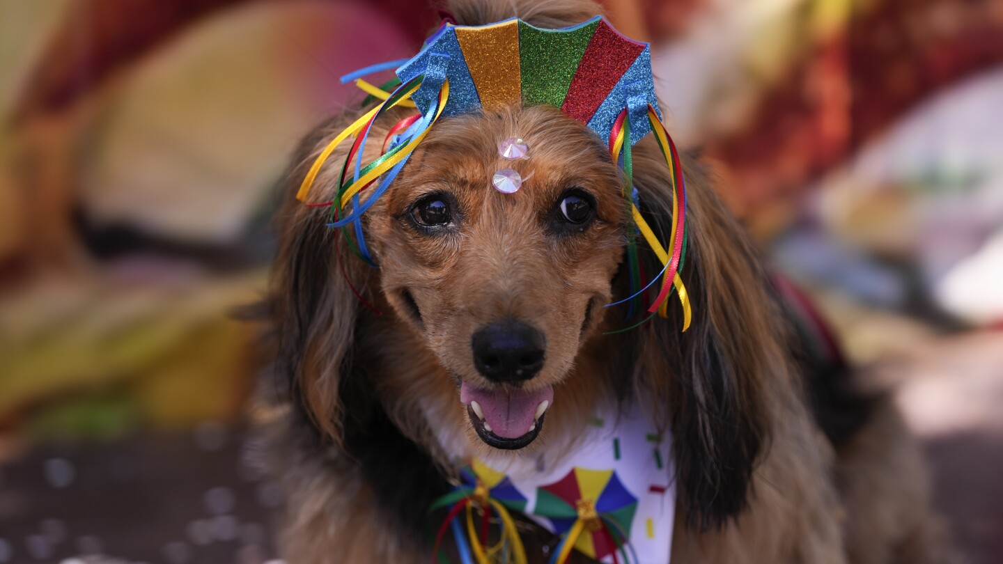 Кучета в блестящи костюми дефилират в Рио де Жанейро, докато любителите на домашни любимци започват Карнавала