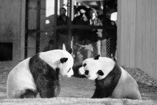 FILE - The National Zoo's giant pandas, Ling-Ling and Hsing-Hsing, play in their yard in Washington, April 20, 1974. Panda lovers in America received a much-needed injection of hope Wednesday, Nov. 15, 2023, as Chinese President Xi Jinping said his government was “ready to continue” loaning the black and white icons to American zoos. (AP Photo/Charles Tasnadi, File)