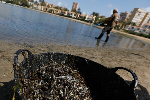 FILE - A man collects dead fish that have appeared by the shore of the Isle of Ciervo off La Manga, part of the Mar Menor lagoon in Murcia, Spain, Aug. 19, 2021. Teresa Vicente, a professor who helped save the lagoon, is one of the winners of the Goldman Environmental Prize, known as the “Green Nobel" and announced on Monday, April 29. (Edu Botella/Europa Press via AP, File)