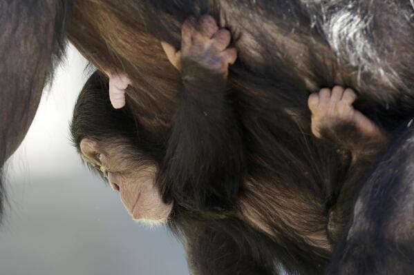 FILE - A baby chimp clings to its mother as she walks at Chimp Haven in Keithville, La., Tuesday, Feb. 19, 2013. An animal rights group has filed a federal complaint, Friday, June 17, 2022, against the national sanctuary for federally owned chimpanzees once used for experiments.  A federal citation and Chimp Haven’s own reports about an escape and about deaths caused by fights among chimpanzees show the sanctuary’s care is poor, according to Stop Animal Exploitation Now. (AP Photo/Gerald Herbert)