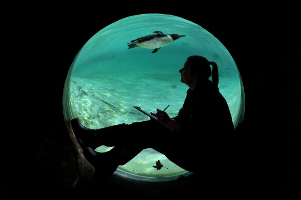 A keeper counts the penguins during the stock take at ZSL London Zoo, in London, Wednesday, Jan. 3, 2024. The conservation zoo is home to more than 300 different species, from endangered Galapagos giant tortoises and Asiatic lions to critically endangered Sumatran tigers – all of which will be logged and recorded as part of the zoo's annual licence requirement. (AP Photo/Kirsty Wigglesworth)