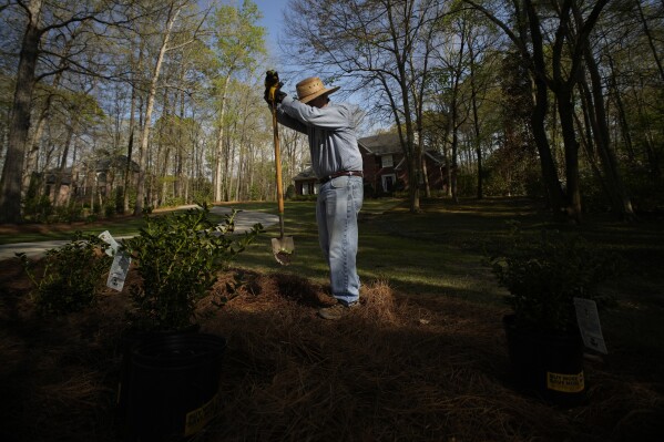T.J. Rauls plants rosebushes in his yard in Macon, Ga., Wednesday, March 27, 2024. While digging the holes, Rauls unearthed a periodical cicada nymph and named it Bobby. (AP Photo/Carolyn Kaster)