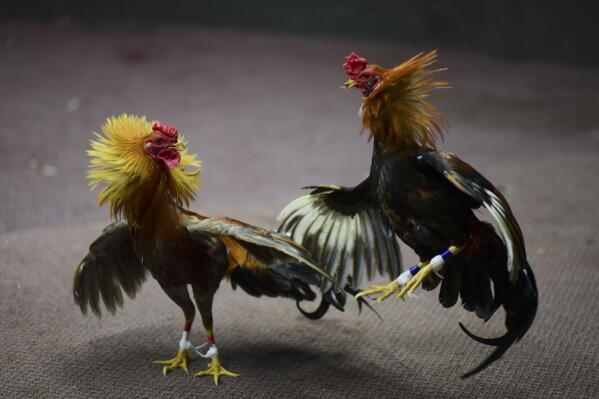 FILE - Cockfighting takes place in Toa Baja, Puerto Rico, on Dec. 18, 2019. Honolulu police have yet to make any arrests in a fatal shooting Saturday, April 15, 2023, that's highlighting the dangers that come with cockfighting, which has long been popular in Hawaii. (AP Photo/Carlos Giusti, File)