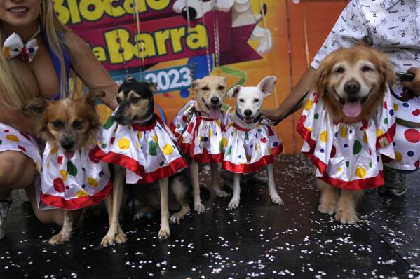 Brazil Dog Jersey, Sports Soccer Team Jersey