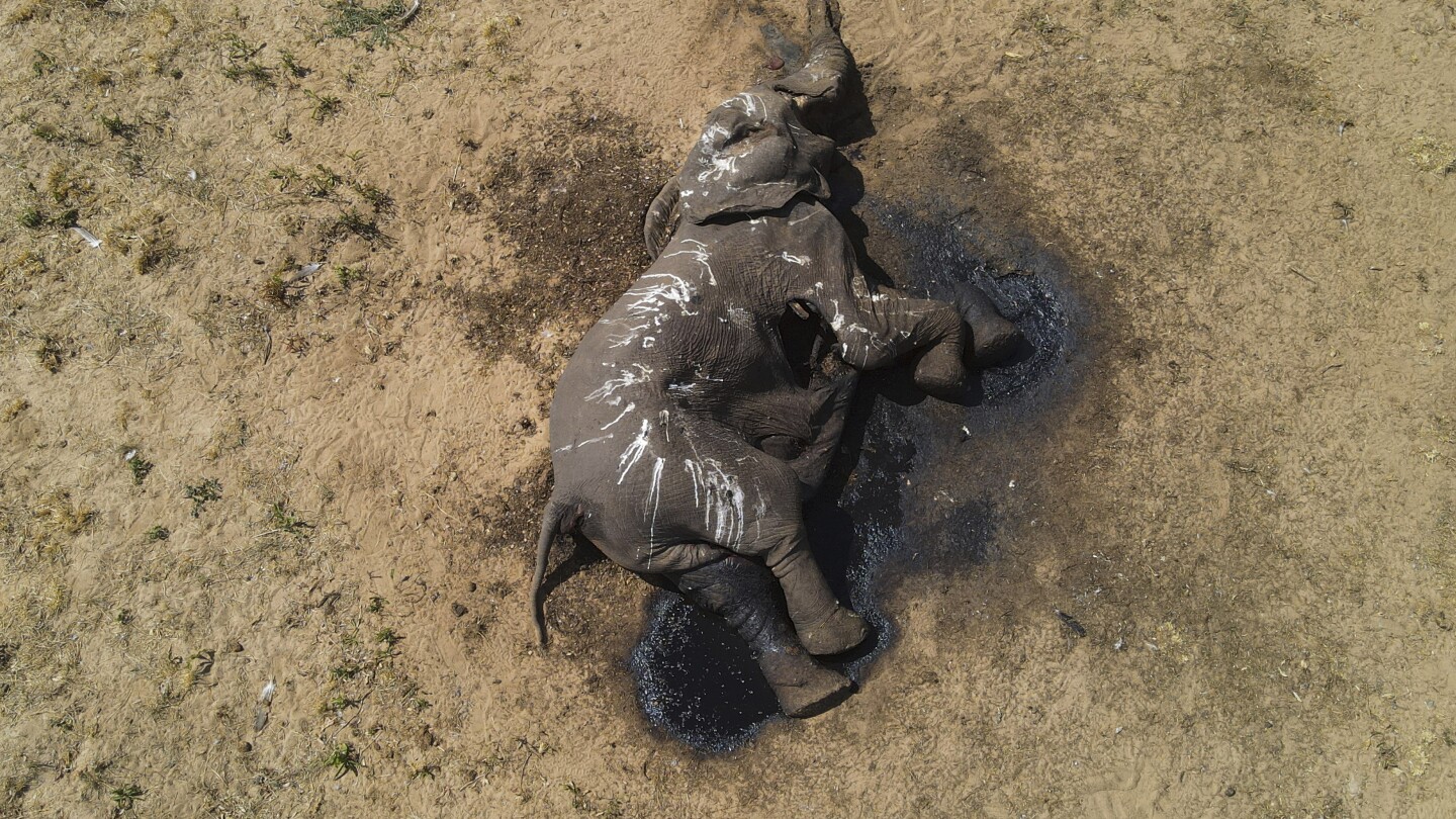 Най-малко 100 слона умират в засегнатия от суша парк в Зимбабве, мрачен знак за Ел Ниньо, изменението на климата