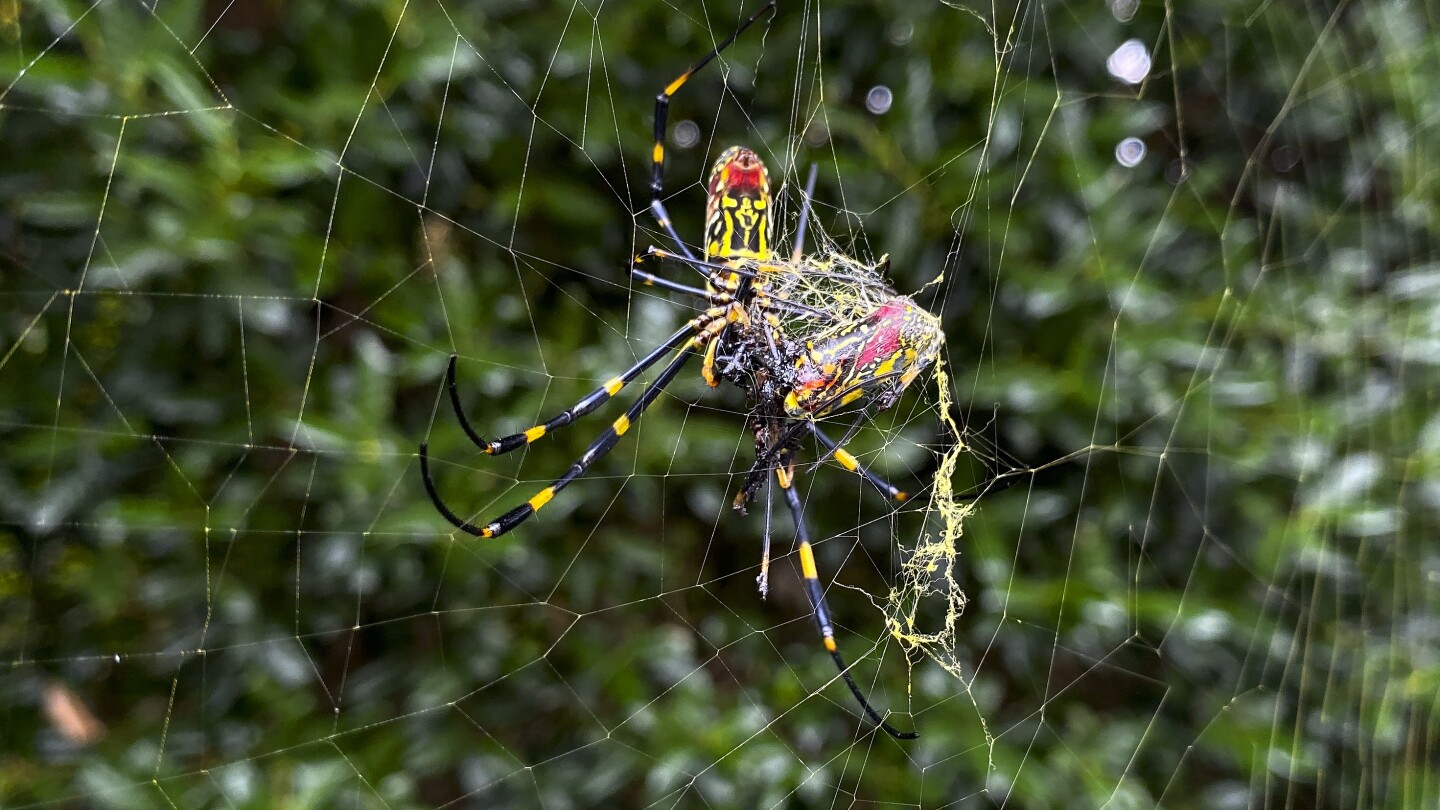 Голям ярко оцветен инвазивен вид наречен паяк Жоро се движи