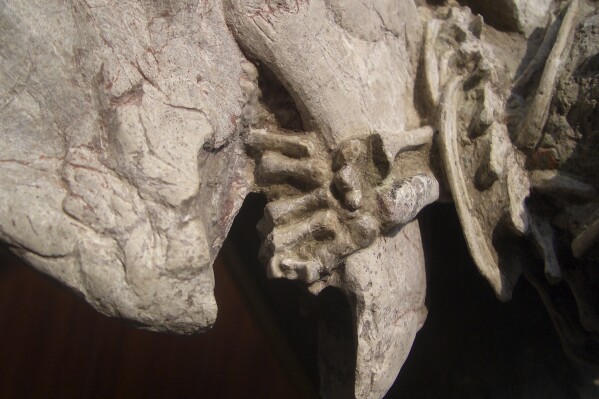 This image of a fossil provided by the Canadian Museum of Nature shows the left hand of a mammal wrapped around the lower jaw of a dinosaur. The unusual fossil from China suggests some early mammals may have hunted down dinosaur meat for dinner. The fossil shows a badger-like creature chomping down on a beaky dinosaur three times its size. The research published on Tuesday, July 18, 2023, adds to growing evidence that even when dinosaurs ruled the Earth, some mammals were biting back. (Gang Han/Canadian Museum of Nature via AP)