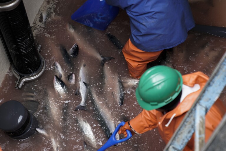 Salmon are visible at the bottom of a tender boat as crew unload at a cannery, Sunday, June 25, 2023, in Kodiak, Alaska. (AP Photo/Joshua A. Bickel)